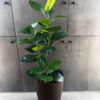 Maceta moderna conic cafe