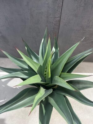 Tuna artificial Agave Americana
