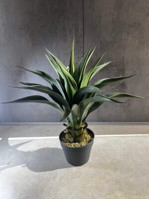 Tuna artificial Agave Americana