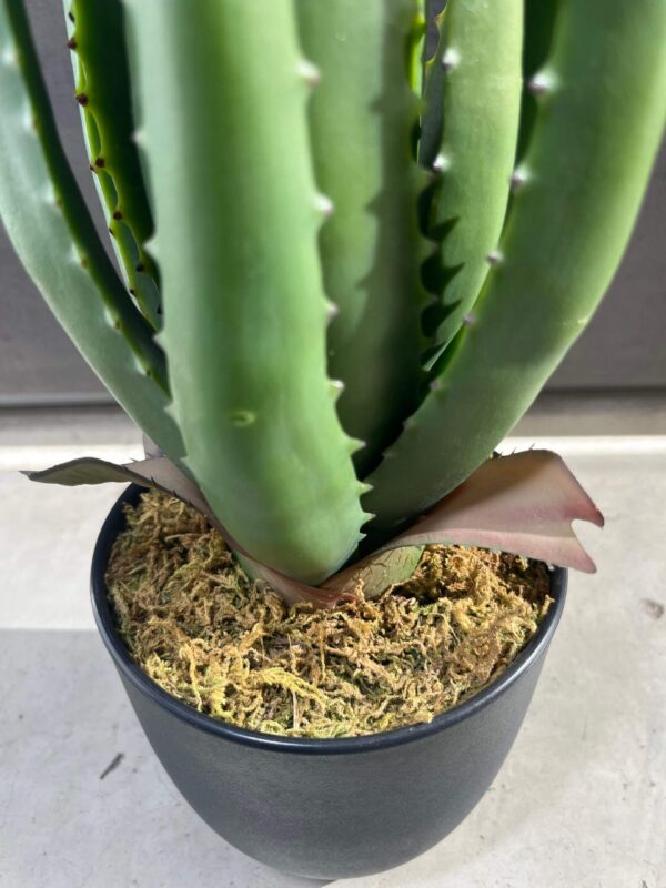 Tuna artificial Aloe
