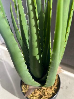 Tuna artificial Aloe