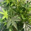 Planta artificial Arce