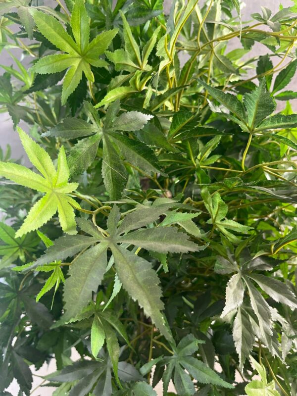 Planta artificial Arce