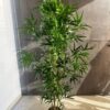 Planta artificial Bambú