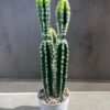 Cactus artificial