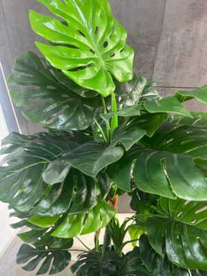 Planta artificial Ceriman