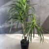 Palmera artificial Cyca Brasilera