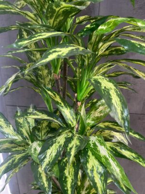 Planta artificial Dracaena