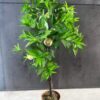 Arbusto artificial duraznero