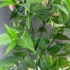 Arbusto artificial duraznero