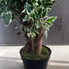 Arbusto artificial Ficus Triple