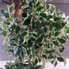 Arbusto artificial Ficus Triple