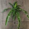 Planta artificial Helecho de Boston colgante