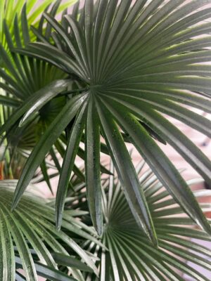 Palmera artificial Excelsa