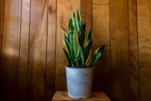 Planta sobre una mesa con poca luz artificial