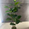 Planta artificial Caucho